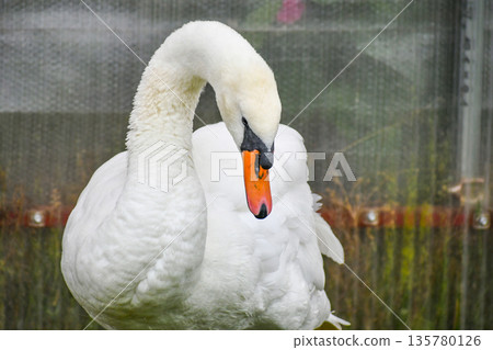 Cobb天鵝 Cobb天鵝 135780126