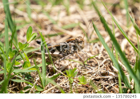 Tonosama beatta 135780245