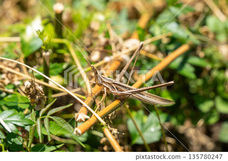 Shorurigata Shorurigata 135780247