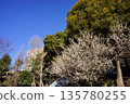 Plum blossoms at Edogawa Park in Sekiguchi 2-chome, Bunkyo Ward, Tokyo 135780255