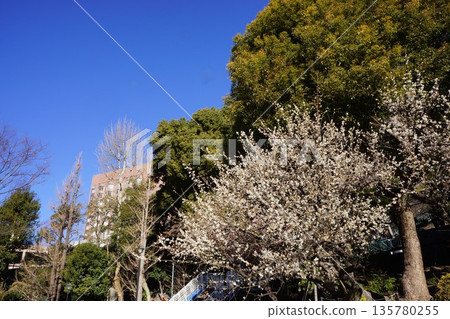 東京都文京區關口2丁目江戶川公園的梅花 135780255