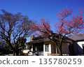 Plum blossoms at Higo Hosokawa Garden in Mejirodai 1-chome, Bunkyo Ward, Tokyo 135780259