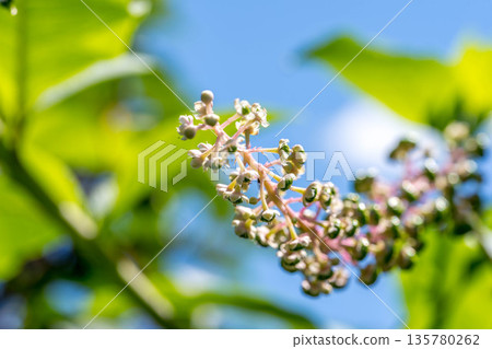 當美洲商陸(Phytolacca acutiloba)的花朵結果時 當美洲商陸(Phytolacca acutiloba)的花朵結果時 135780262