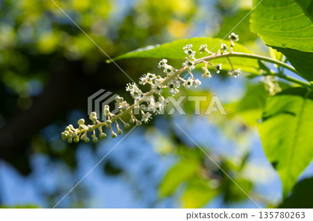 當美洲商陸(Phytolacca acutiloba)的花朵結果時 當美洲商陸(Phytolacca acutiloba)的花朵結果時 135780263