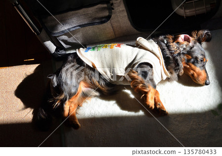Our cute dachshund relaxing in the room Our cute dachshund relaxing in the room 135780433