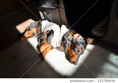 Our cute dachshund relaxing in the room Our cute dachshund relaxing in the room 135780434