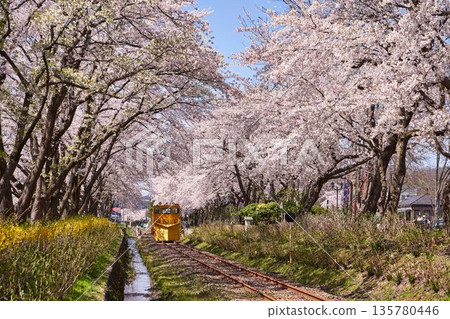 Cherry blossom trees line the tracks of the Kosaka Railway in Kosaka Town, Kazuno District, Akita Prefecture 135780446