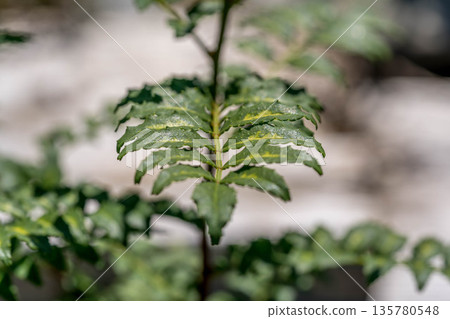 Midsummer Japanese pepper ~Japanese pepper leaves~ Midsummer Japanese pepper ~Japanese pepper leaves~ 135780548
