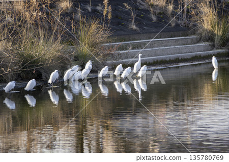 Shirosagi Shirosagi 135780769