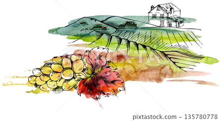 Calm countryside scene with rolling hills, farmland areas, rural house, grape cluster and leaf closeup. Watercolor and ink isolated illustration for farmers market ads, food and wine produce packaging 135780778