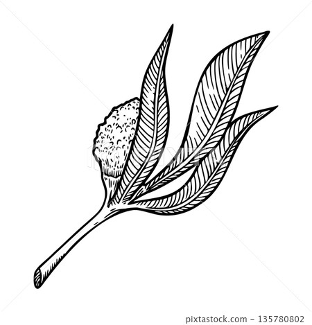 Willow blossom twig in a vintage Easter theme. Realistic hand drawn vector illustration with soft texture. Perfect for black and white card design. Ideal for festive decor and nature inspired art. 135780802
