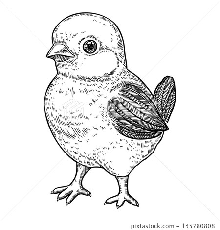 Cute baby chick in a vintage Easter style. Hand drawn vector line illustration with fine texture and nostalgic charm. Perfect for black and white card design. Ideal for prints and festive decorations. Cute baby chick in a vintage Easter style. Hand drawn vector line illustration with fine texture and nostalgic charm. Perfect for black and white card design. Ideal for prints and festive decorations. 135780808