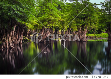 Beautiful morning view indonesia Panorama Landscape paddy fields with beauty color and sky natural light Beautiful morning view indonesia Panorama Landscape paddy fields with beauty color and sky natural light 135781057