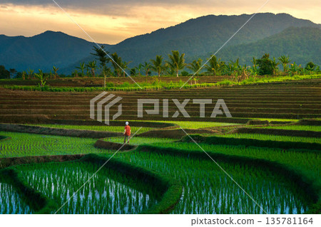 Beautiful morning view indonesia Panorama Landscape paddy fields with beauty color and sky natural light Beautiful morning view indonesia Panorama Landscape paddy fields with beauty color and sky natural light 135781164