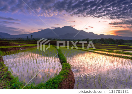 Indonesia's extraordinary natural scenery. sunny morning sunrise view in the rice fields 135781181