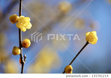 Yellow wintersweet blooming against the blue sky, Saitama Prefecture Flower and Green Promotion Center Yellow wintersweet blooming against the blue sky, Saitama Prefecture Flower and Green Promotion Center 135781214