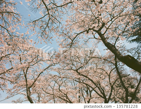 [Spring] Cherry blossoms in full bloom against the blue sky 135781228