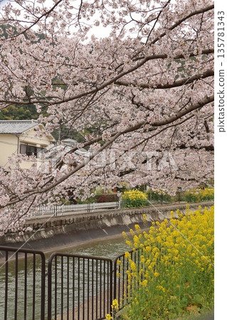 Lake Biwa Canal, cherry blossoms, and rape blossoms [Yamashina Ward, Kyoto City] 135781343