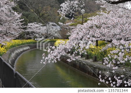 Lake Biwa Canal, cherry blossoms, and rape blossoms [Yamashina Ward, Kyoto City] 135781344