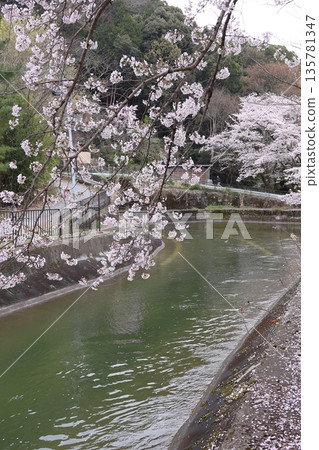 琵琶湖運河與櫻花 [京都市山科區] 135781347