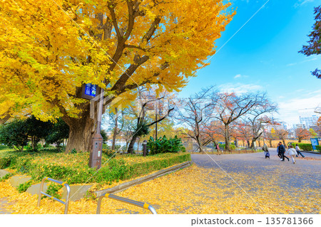 東京台東區上野公園不忍水池的秋葉 135781366