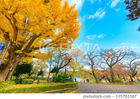 東京台東區上野公園不忍水池的秋葉 135781367