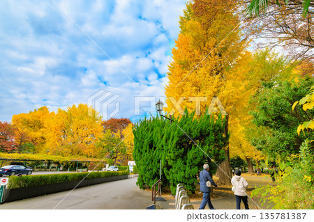 東京台東區上野公園的秋葉 東京台東區上野公園的秋葉 135781387