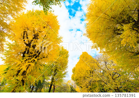 東京台東區上野公園的秋葉 東京台東區上野公園的秋葉 135781391