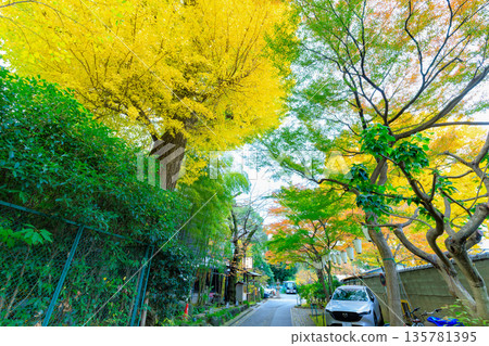 東京台東區上野公園的秋葉 東京台東區上野公園的秋葉 135781395