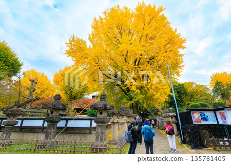 東京台東區上野公園的秋葉 東京台東區上野公園的秋葉 135781405