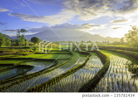 the view of the morning sunrise in the village of Kemumu, with the sky turning red over the mountain ranges and green rice fields the view of the morning sunrise in the village of Kemumu, with the sky turning red over the mountain ranges and green rice fields 135781434