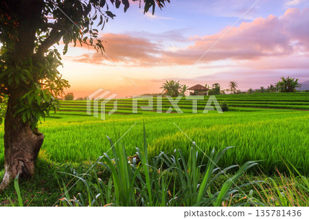 the view of the morning sunrise in the village of Kemumu, with the sky turning red over the mountain ranges and green rice fields 135781436