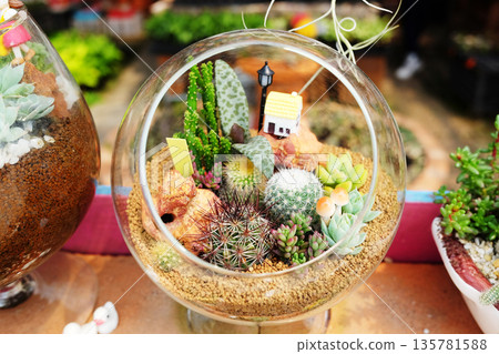 Decorate garden with cactus and succulents with cute models in clear round glass pot in garden 135781588