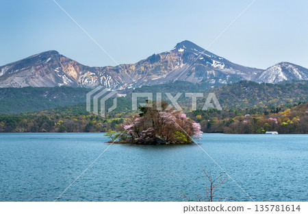 櫻花盛開的櫻島萬代 135781614