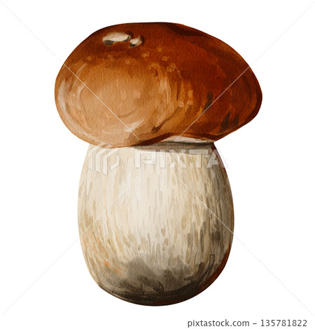 White forest mushroom. Brown cap. Thick white stem. Botanical illustration. Hand-drawn. Watercolor illustration without background. High quality illustration White forest mushroom. Brown cap. Thick white stem. Botanical illustration. Hand-drawn. Watercolor illustration without background. High quality illustration 135781822