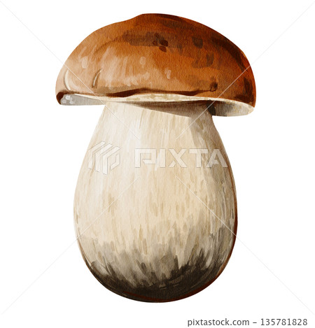 White forest mushroom. Brown cap. Thick white stem. Botanical illustration. Hand-drawn. Watercolor illustration without background. High quality illustration White forest mushroom. Brown cap. Thick white stem. Botanical illustration. Hand-drawn. Watercolor illustration without background. High quality illustration 135781828