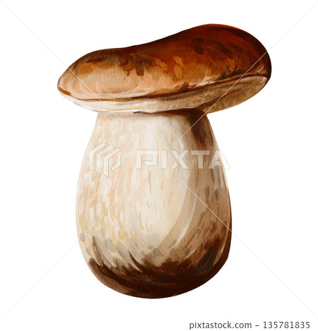 White forest mushroom. Brown cap. Thick white stem. Botanical illustration. Hand-drawn. Watercolor illustration without background. High quality illustration 135781835