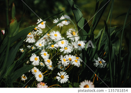 Delicate Daisies Among Lush Greenery Delicate Daisies Among Lush Greenery 135781854