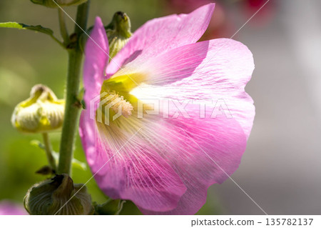 仲夏色彩：粉紅蜀葵花 135782137
