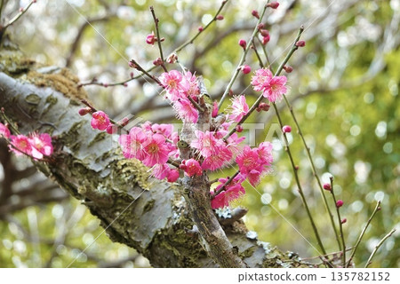 盛開的粉紅色梅花 盛開的粉紅色梅花 135782152
