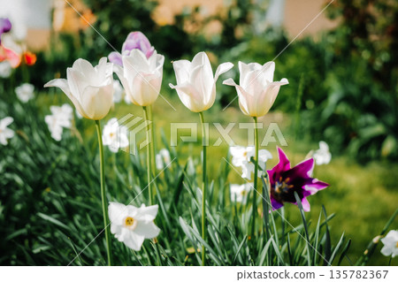Beautiful Tulips in Blooming Garden 135782367