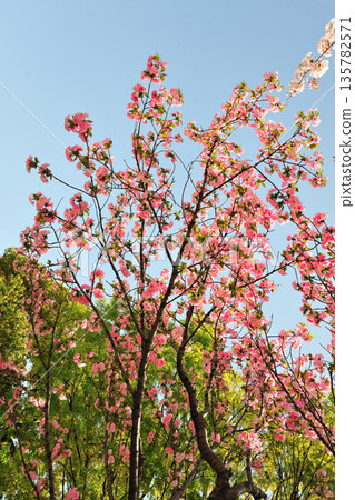 Spring at Toda River Green Space Spring at Toda River Green Space 135782571