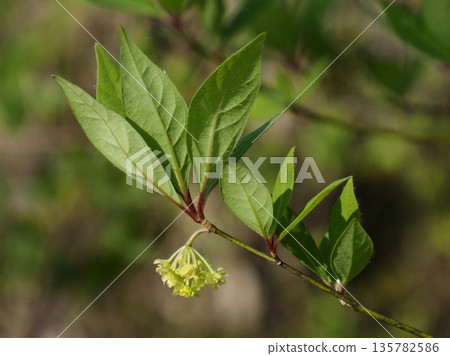 Kuromoji flowers and fresh greenery Kuromoji flowers and fresh greenery 135782586