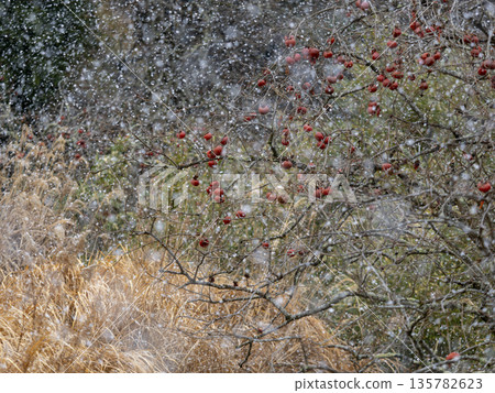 A snowy landscape with fruited persimmon trees A snowy landscape with fruited persimmon trees 135782623