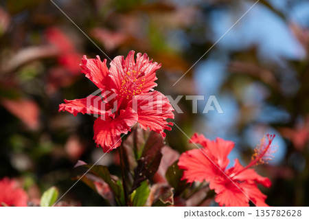 冬青葉是紫色的。 135782628