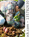 Junior high school students harvesting potatoes 135782630