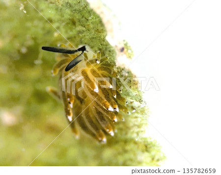 Iriomote sea slug Iriomote sea slug 135782659