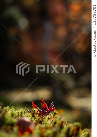 深秋時節，花園裡落葉紛飛 135782701