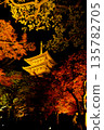 京都東寺五重塔的夜景與秋葉 135782705