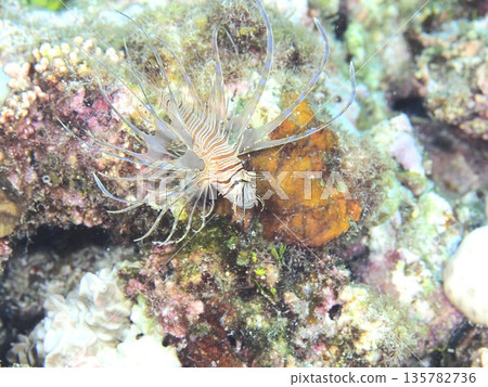 Hanturkey魚 Hanturkey魚 135782736